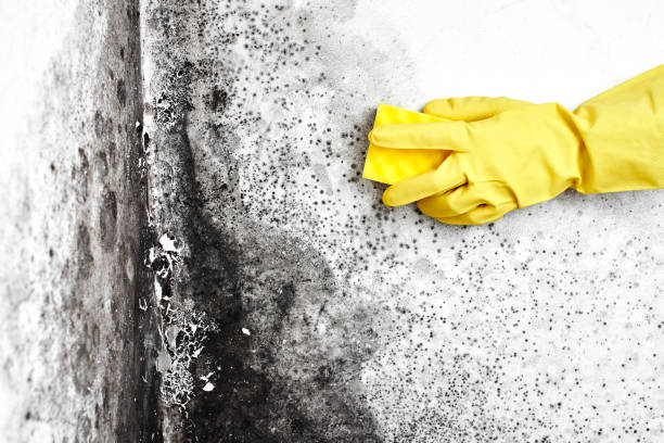 Best Attic Mold Removal  in Del Rey Oaks, CA