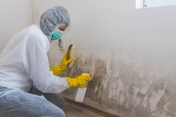 Best Mold Damage Repair  in Del Rey Oaks, CA