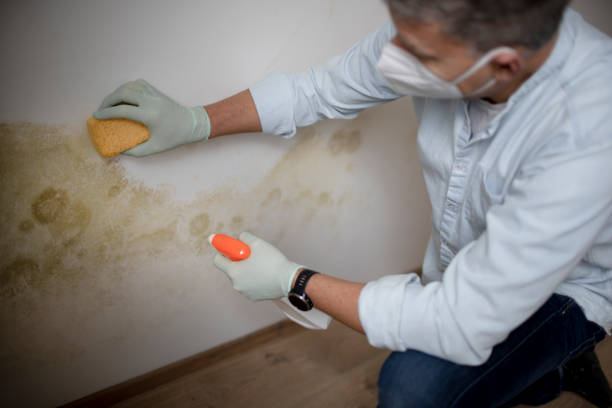 Best Mold Removal Near Me  in Del Rey Oaks, CA
