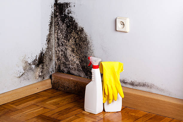 Best Office Mold Removal Services  in Del Rey Oaks, CA