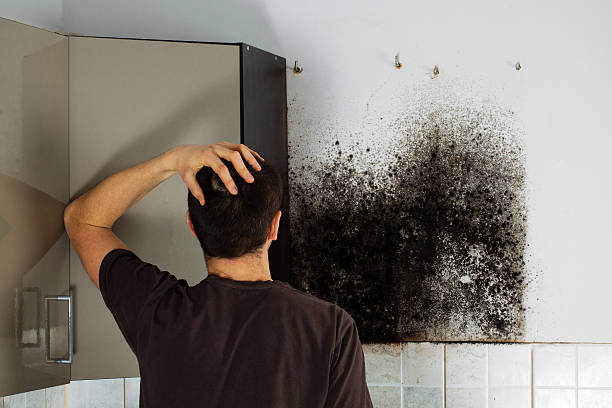 Best Certified Mold Removal  in Del Rey Oaks, CA